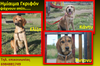 Χαρίζονται πανέμορφα κουτάβια.