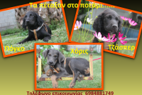 Ημίαιμα κόκκερ