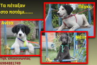 Ημίαιμα κόκκερ